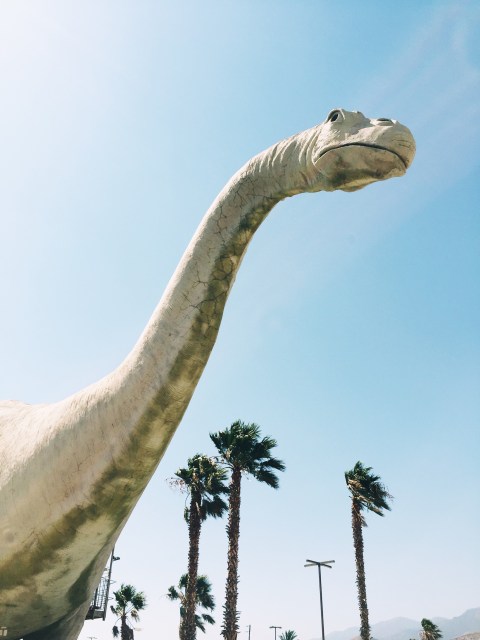 Quite Continental: Joshua Tree